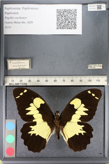 Media type: image;   Entomology 137522